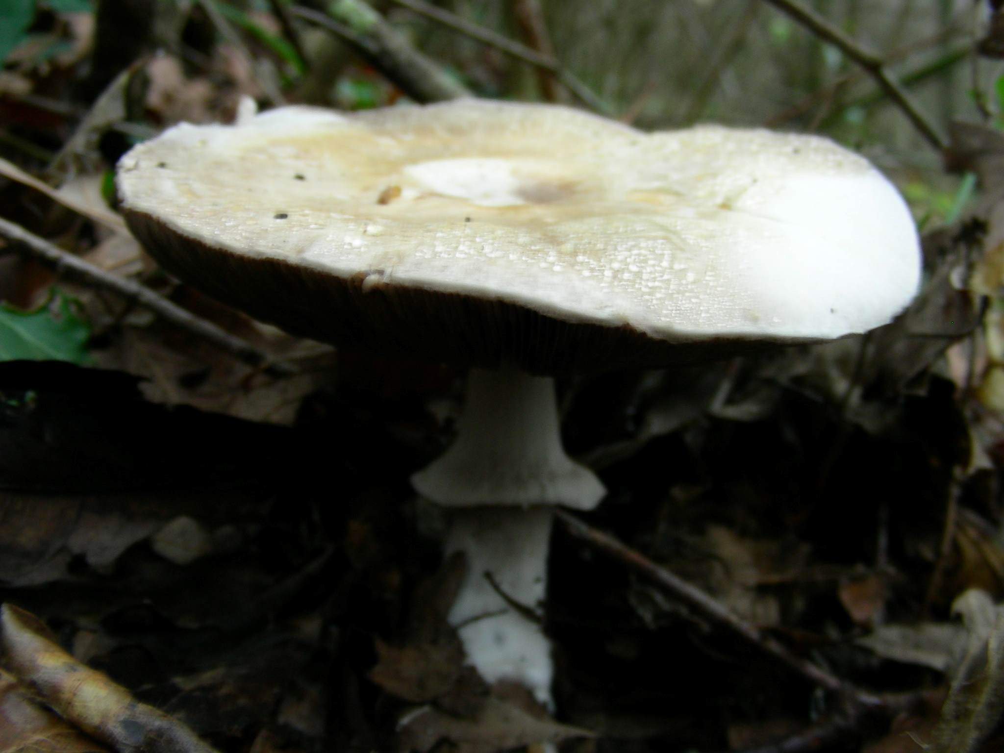 1886 Gennaio vecchio ritrovamento